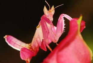 螳螂捕蝉的背景资料,揭示自然界的生存智慧